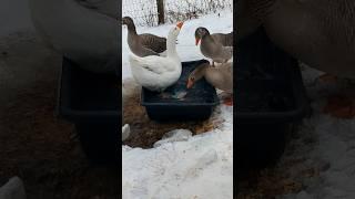 The geese got a new pool! Honk is bravely testing it out #goosehouse