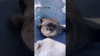 Who knew baby seals were THIS cute… and the little sounds 