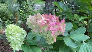 Limelight Prime Hydrangea