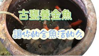 養魚先養水之古甕養金魚讓你的金魚活的久