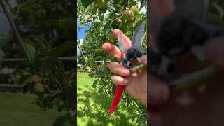 Too Many Apples! #gardening #tree #fruits