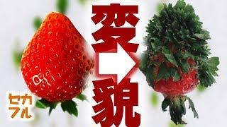 【衝撃】どうしてこうなった！？放置してたら驚愕な変貌へ遂げた果物と野菜１３選！思わず二度見する画像・写真【驚愕】セカイノフルエ