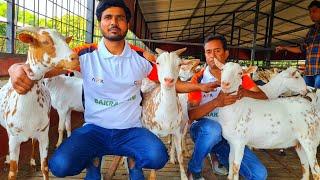 Rocket Ear Barbari Bakriya (Female Goats) at AFK Goat Farm Azamgarh