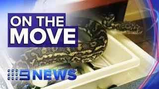 Experts warn snakes on the move ahead of Spring | Nine News Australia