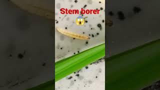 stem Borer #trend #youtube #agriculture #farmers #insects #nature #harmful