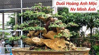 "Phần 2" Mừng Khai Trương Ra Mắt Vườn BonSai Minh Ánh.Tuy Phước Bình Định #0961533799.