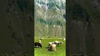 where is it located?? please comment if you know.. #nature #sheep #shepherd #switerland
