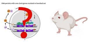 The Food Entrainable Oscillator