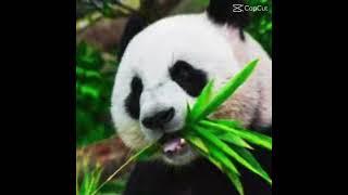 Go Panda’s! 