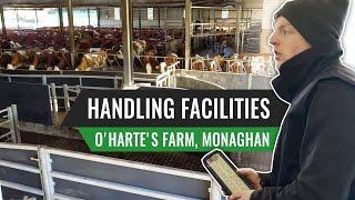 Handling Facilities with O'Harte's Farm, Monaghan