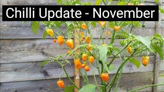 Chilli update - November | allotment growing | shokher bagan | Bangladeshi fruit and vegetables.