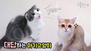 사람말에 대답하는 아기고양이 (cat vlog)