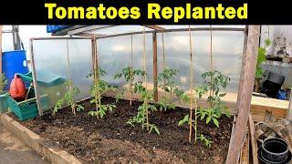 Tomatoes Replanted | No More Frosts | Crimson Crush | Ildi | 9000 Subscribers | Green Side Up