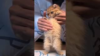 cat quite dance  #shorts #cat #shortvideo #love