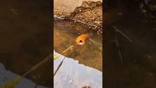 Catching Eel in the Rice Field of the Rural Chinese  Eel Fishing 4