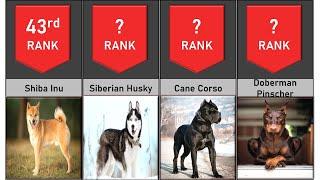 Top 100 Most Popular Dog Breeds Ranking | Contra VS