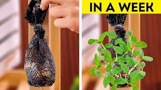 ‍ Garden Hacks 101! Simple Tips to Unlock your Inner Gardener