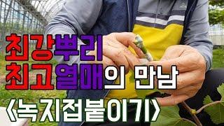 [유기농 포도 녹지접붙이기] 최고의 뿌리와 최고의 열매의 조합! 최강 포도나무의 탄생, 그 시작은 바로 접붙이기!