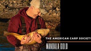 THE AMERICAN CARP SOCIETY - MANDALA GOLD - NEW BAIT RELEASE