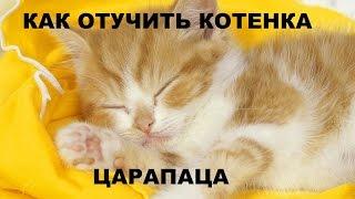 Как отучить котенка царапаца