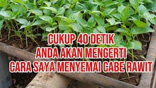 Cara menyemai cabe rawit agar cepat tumbuh