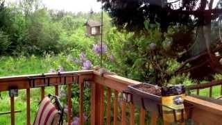 Sleepy fat squirrel napping on the deck