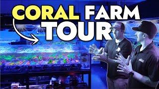 How One of the Largest Coral Farms in America THRIVES!