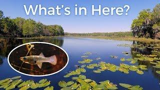 What Does A Fish Habitat Actually Look Like? — Florida Lakes