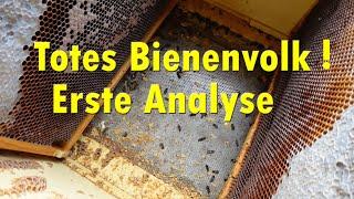 Totes Bienenvolk ! Erste Analyse