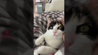 #고양이일상 #냥펀치 #대답냥 #냥아치 #cat #벼리 
