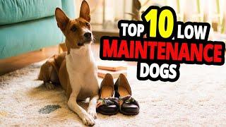  Low-Maintenance Dogs - TOP 10 Low-Maintenance Dog Breeds!