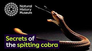 Spitting cobras: the peculiar evolution of defensive venom in snakes