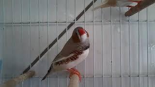 (VÍDEO ANTIGO!!) Mandarins Cantando E Piando (Zebra Finch )