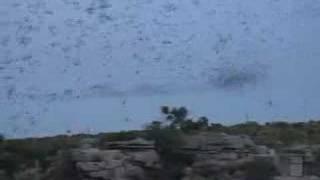 Bat Swarm Emergence at Carlsbad Caverns