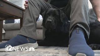 Arizona researchers say scientific evidence shows service dogs help improve veterans' PTSD symptoms