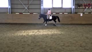 Dressage training 22.02.15