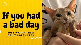 If you had a bad day, just watch these daily happy pets | Day 73