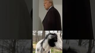 President Trump Asked About Rev. Mariann Edgar Budde, Outrages Prayer #trump #2025 #pardon #animals