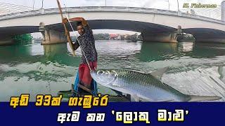 Amazing! Big Fish Hunting Under Bridge Using Live Baits | River Fishing In Sri Lanka