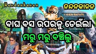 ବାଘ ସଫାରୀବସ ଉପରକୁ ଡେଇଁଲା / Nandankanan Zoological Park