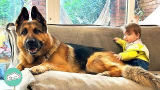 Huge German Shepherd Protects Baby Brother Every Day | Cuddle Buddies