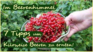 Wie du kiloweise Beeren anbauen kannst. 7 Tipps für den Beerenanbau & Beerenrundgang