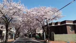 【Korea】 Jinhae, Walking the beautiful street with cherry blossom alongside.