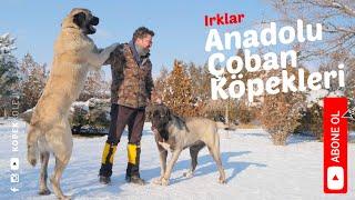 Köpek Irkları - Anadolu Çoban Köpekleri