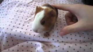 Baby guinea pig wheeking for five minutes straight