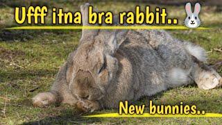 Meet the world’s biggest bunnies.. #foryou #viral #bunny #cute #rabbit #animals #pets #petsvlog