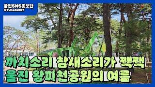 울진여행 중 가장 핫한 왕피천공원 :: 울진SNS홍보단 :: 울진군청