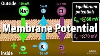 Membrane Potential, Equilibrium Potential and Resting Potential, Animation