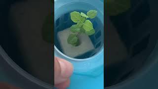 Growing #growingup # #green #happhappy #peace ness py
