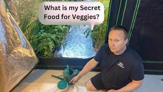 Indoor Vegetable Garden Feeding and Growth update